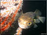 Globe Fish 2