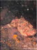Western Red Scorpioncod