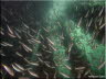 Yellowtail Scad