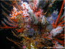 White Polyps of Telesto Coral