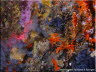 Blue-throated Ascidians & Sponges