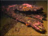 Old Jetty Pile